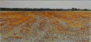 Mowed barley field