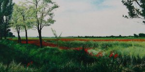 Field of poppies near Nemesgörszöny